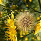 Hieracium umbellatum GM P9
