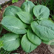 Hosta 'Amos' GM P9