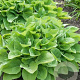 Hosta 'August Moon' GM P9