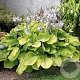 Hosta 'August Moon' GM P9