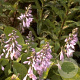 Hosta 'August Moon' GM P9
