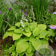 Hosta 'August Moon' GM P9