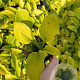 Hosta 'August Moon' GM P9