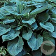 Hosta 'Blue Angel' GM P9