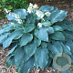 Hosta 'Blue Angel' GM P9