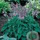 Hosta 'Blue Cadet' GM P9