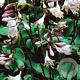Hosta 'Blue Cadet' GM P9