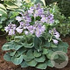 Hosta 'Blue Mouse Ears' GM P9