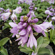 Hosta 'Blue Mouse Ears' GM P9