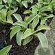 Hosta 'Blue Mouse Ears' GM P9