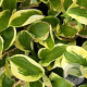 Hosta 'Brim Cup' GM P9