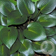 Hosta 'Devon Green' GM P9