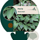 Hosta 'Devon Green' GM P9