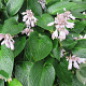 Hosta 'Devon Green' GM P9