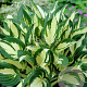 Hosta 'Fire and Ice' GM P9