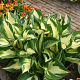 Hosta 'Fire and Ice' GM P9