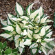 Hosta 'Fire and Ice' GM P9
