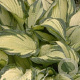 Hosta 'Fortunei Albopicta' GM P9