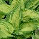 Hosta 'Fortunei Albopicta' GM P9