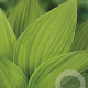 Hosta 'Fortunei Albopicta' GM P9