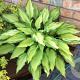 Hosta 'Fortunei Albopicta' GM P9