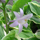 Hosta 'Fortunei Aureomarginata' GM P9