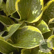 Hosta 'Fortunei Aureomarginata' GM P9