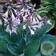 Hosta 'Fortunei Hyacinthina' GM P9