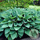Hosta 'Fortunei Hyacinthina' GM P9