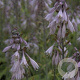 Hosta 'Fortunei Hyacinthina' GM P9