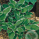 Hosta 'Francee' GM P9