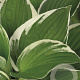 Hosta 'Francee' GM P9