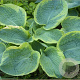 Hosta 'Frances Williams' GM P9