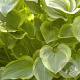 Hosta 'Golden Tiara' GM P9