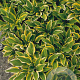 Hosta 'Golden Tiara' GM P9