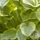 Hosta 'Golden Tiara' GM P9
