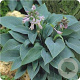 Hosta 'Halcyon' GM P9