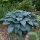 Hosta 'Halcyon' GM P9