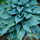 Hosta 'Halcyon' GM P9