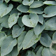Hosta 'Halcyon' GM P9