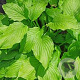 Hosta 'Honeybells' GM P9