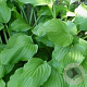 Hosta 'Honeybells' GM P9