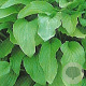 Hosta 'Honeybells' GM P9