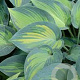 Hosta 'June' GM P9
