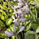 Hosta 'June' GM P9