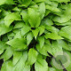 Hosta lancifolia GM P9
