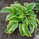 Hosta montana GM P9