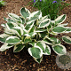 Hosta 'Patriot' GM P9