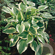 Hosta 'Patriot' GM P9