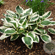 Hosta 'Patriot' GM P9